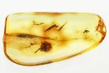 Detailed Fossil Spider (Araneae) In Baltic Amber #330690-1